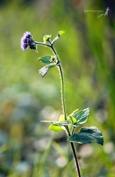 Ageratum Houstonianum